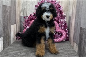 Hitchcock - puppy for sale