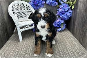 Ringo - puppy for sale