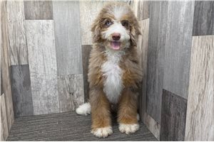 Gregory - Bernedoodle, Mini for sale