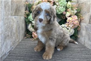 Romeo - puppy for sale