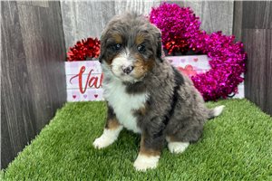 Asha - puppy for sale