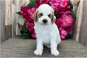 Oswald - Poodle, Miniature for sale