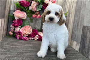 Oswald - Poodle, Miniature for sale