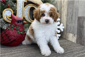 Magic - Poodle, Miniature for sale