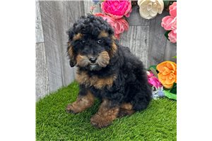 Jackson - Poodle, Miniature for sale