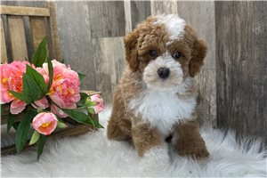 Alecia - Poodle, Miniature for sale