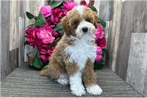 Alecia - Poodle, Miniature for sale