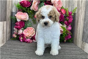 Orville - Poodle, Miniature for sale
