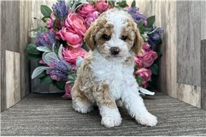 Marianne - Poodle, Miniature for sale