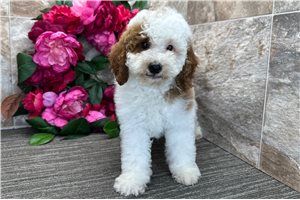 Orson - puppy for sale