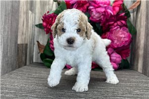 Orville - puppy for sale