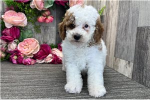 Orson - Poodle, Miniature for sale