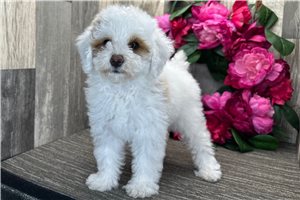 Meadow - Poodle, Miniature for sale