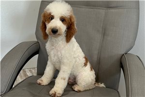 Oswald - Poodle, Miniature for sale