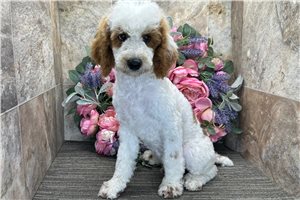 Oswald - Poodle, Miniature for sale