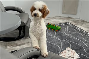 Oswald - Miniature Poodle for sale