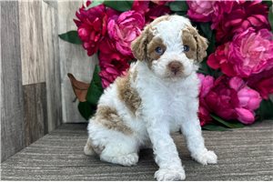 Oscar - puppy for sale