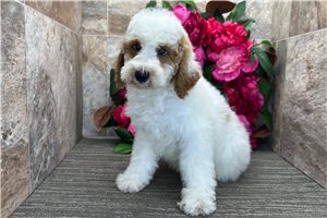 Oswald - Poodle, Miniature for sale