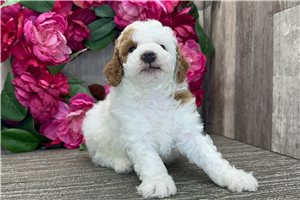Orson - puppy for sale