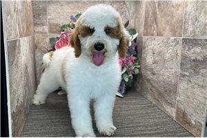 Oswald - Poodle, Miniature for sale