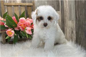 Meadow - Poodle, Miniature for sale