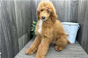 Riley - Poodle, Standard for sale