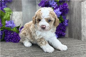 Marianne - Poodle, Miniature for sale