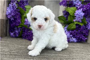 Meadow - puppy for sale