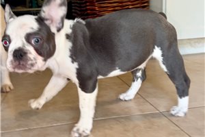 Arctic - puppy for sale