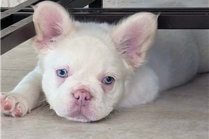 Alister - French Bulldog for sale