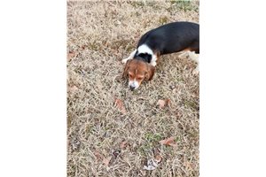 Mia - Beagle for sale