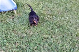 Jayceon - puppy for sale