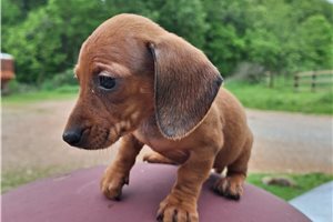 Love - puppy for sale