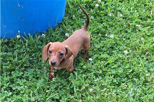 Lotus - puppy for sale