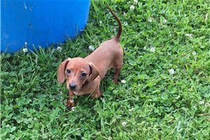 Lotus - Dachshund, Mini for sale