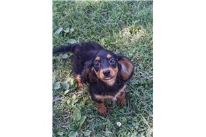 Grace - puppy for sale