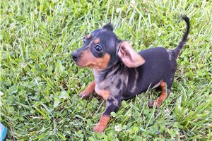 Lucile - puppy for sale