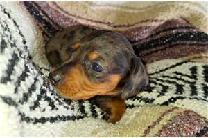 Lucinda - puppy for sale