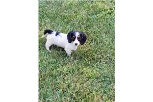 Melany - puppy for sale