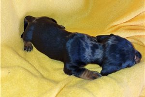 Lucile - puppy for sale