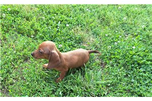 Love - puppy for sale