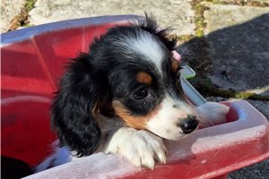 Lilian - puppy for sale
