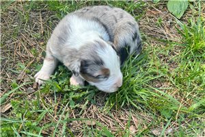 Lucas - puppy for sale