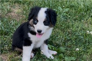Lily - Miniature Australian Shepherd for sale