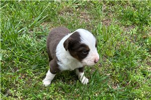 Levi - Miniature Australian Shepherd for sale