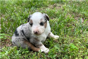 Lucas - Miniature Australian Shepherd for sale