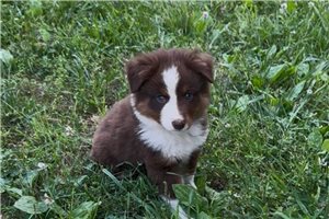 Lincoln - Miniature Australian Shepherd for sale