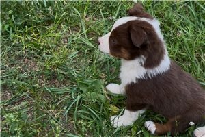 Levi - Miniature Australian Shepherd for sale