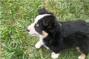 Logan - Miniature Australian Shepherd for sale