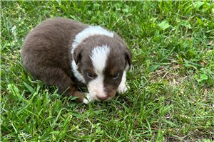 Lincoln - Miniature Australian Shepherd for sale